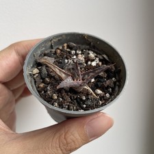 Aloe vera pink for sale  LONDON