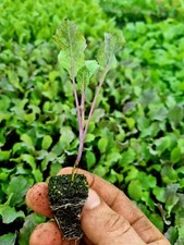 January king cabbage for sale  PRESTON