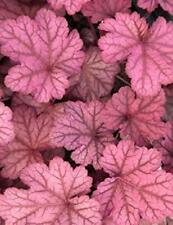 Heuchera hybrida berry for sale  Shipping to Ireland