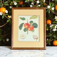 Framed botanical apple for sale  Winterville
