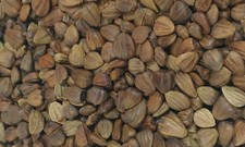 Samen hainbuche carpinus gebraucht kaufen Samen hainbuche carpinus gebraucht kaufen  Deutschland