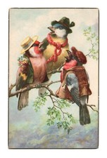 Magnifiques oiseaux humanisés d'occasion  Neufchâteau