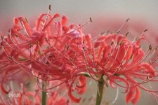 Lycoris radiata red for sale  Pantego