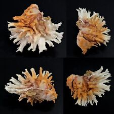 Chamidae, chama lazarus, Mactan Isl., Philippines, +/- 70,9 mm, XL, SUPERB comprar usado  Enviando para Brazil