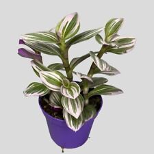 Tradescantia nanouk for sale  LEWES
