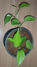 Ableger efeutute epipremnum gebraucht kaufen  Erwitte