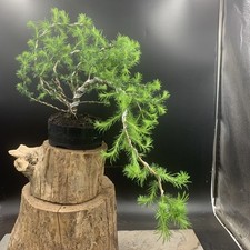 Japanese larch bonsai for sale  HULL