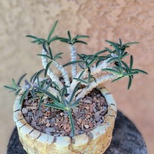 Euphorbia cylindrifolia rare for sale  Valley Village