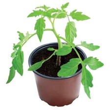 Plastic grow pots for sale  CIRENCESTER