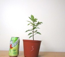 Mickey mouse plant for sale  Garden Grove