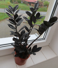 Schwarze zamioculcas raven gebraucht kaufen  Rudolstadt