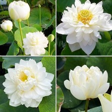 Graines fraîches lotus d'occasion  Suresnes