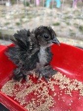 Fertilized chicken eggs for sale  Hortense