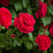 Rose bush pot for sale  GLASGOW