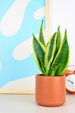 Sansevieria trifasciata snake for sale  LEICESTER
