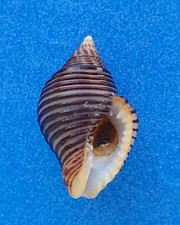 Coquillage collection pollia d'occasion  Biarritz