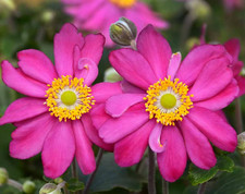 Anemone japanese pamina for sale  Malvern