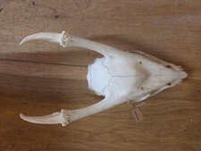 Muntjac skull naturally for sale Muntjac skull naturally for sale  BIRMINGHAM