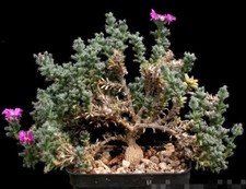 #esgotado # Pré-encomenda disponível Echeveria Heart Choice forma de colisão 4cm suculenta comprar usado  Enviando para Brazil