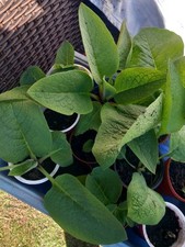 comfrey root cuttings for sale comfrey root cuttings for sale ROTHERHAM