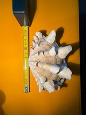 Conchiglia tridacnidi tridacna usato  Pesaro