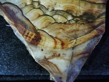 5.7 ounce nice for sale  Newman Lake
