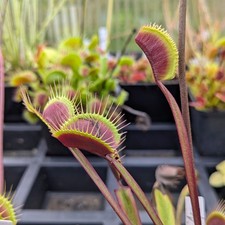 Dionaea muscipula akai gebraucht kaufen  Langballig