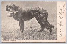 C1907 retriever gundog for sale  MANCHESTER