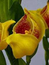 Profumo anguloa golden usato  Spedire a Italy