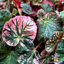 Midnight sun begonia for sale  Spring City