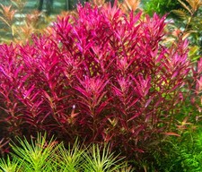 Rotala blood red for sale  East Setauket