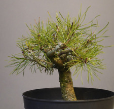02405 pinus mugo gebraucht kaufen  Immenstaad am Bodensee