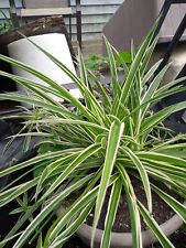 green spider starter plant for sale  Pontiac