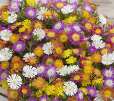 10cm pots delosperma for sale 10cm pots delosperma for sale  SPILSBY