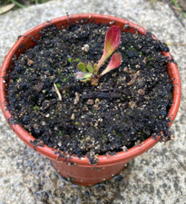 Cephalotus follicularis sent for sale  BASINGSTOKE