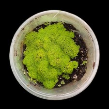 Antrophyum plantagineum bodend gebraucht kaufen  Mainz