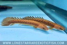 Teugelsi bichir polypterus for sale  Livingston