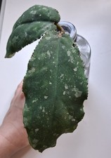Hoya undulata ableger gebraucht kaufen  Leipzig
