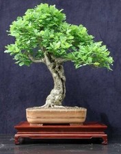 Healthy oak saplings. for sale  DONCASTER