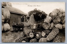 Exaggerated corn cabbage for sale  New Hope