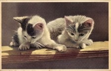 Kleine katzenbabys 4415349 gebraucht kaufen  Berlin