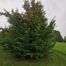 Carpinus betulus carpino usato  Bergamo