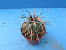 aporocactus for sale aporocactus for sale BIRMINGHAM