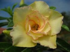Graines adenium obesum d'occasion  Expédié en France