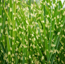 Miscanthus sinensis hinjo for sale  NORWICH