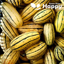 Delicata seeds gourd for sale  DONCASTER