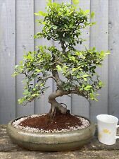 Chinese elm bonsai for sale  RICKMANSWORTH