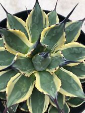 Agave cream spike for sale  San Marcos