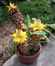 Hardy banana musa for sale  NORTHAMPTON