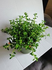 Large goldfish plant for sale  Fairview